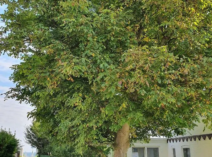 Apartamento Hagelstein Iv 